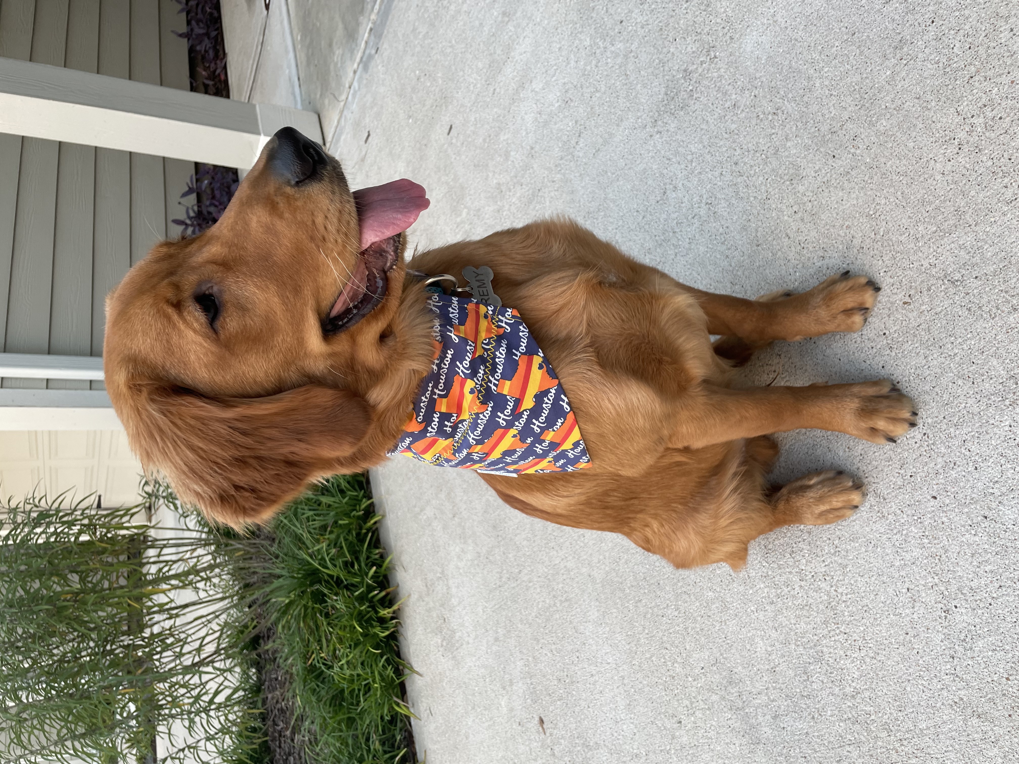  HOU Astros Retro Throwback Pattern Dog Bandana No-Tie Slips  onto the Collar : Handmade Products