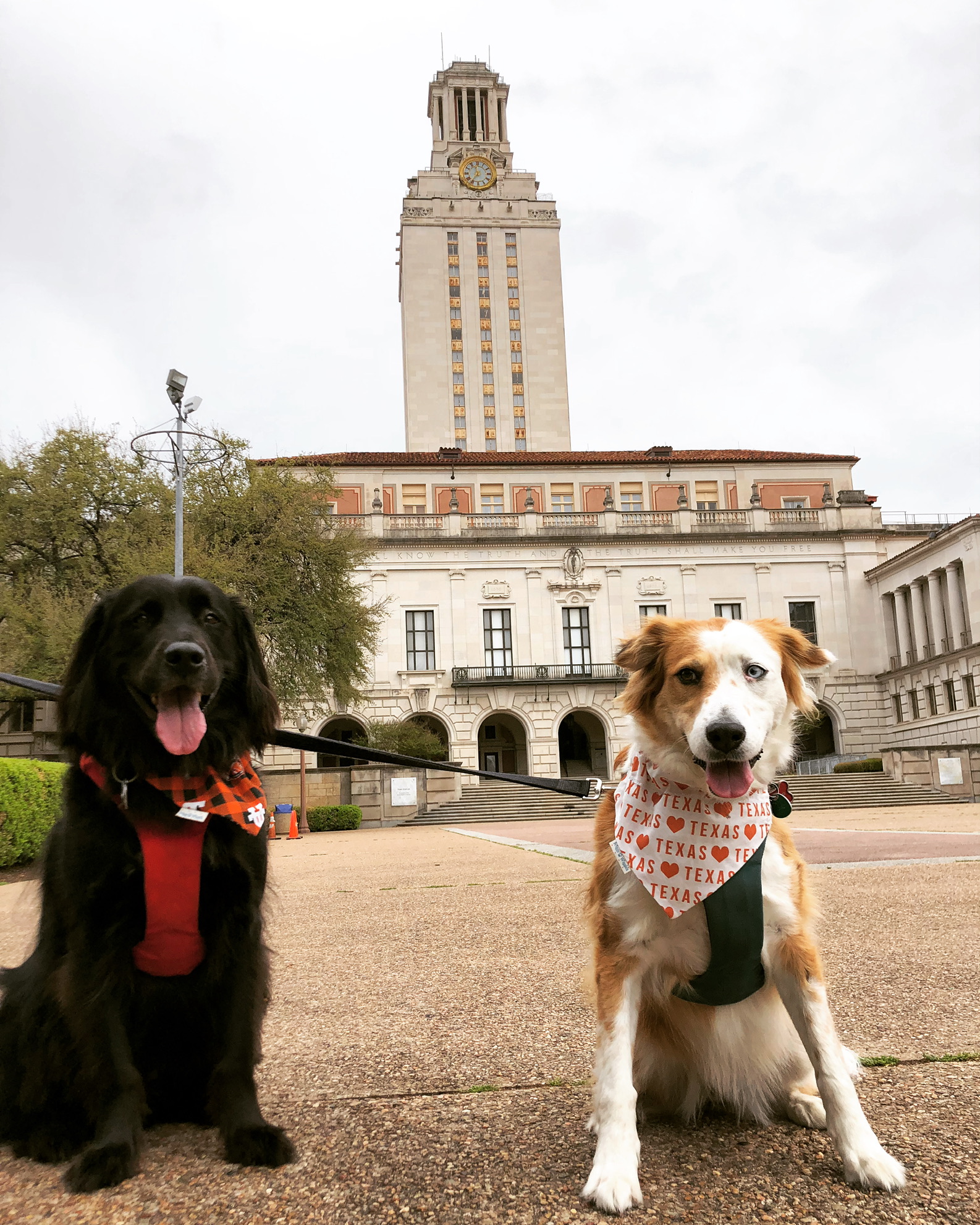 Deep in the Heart of Texas Baseball Dog Bandana