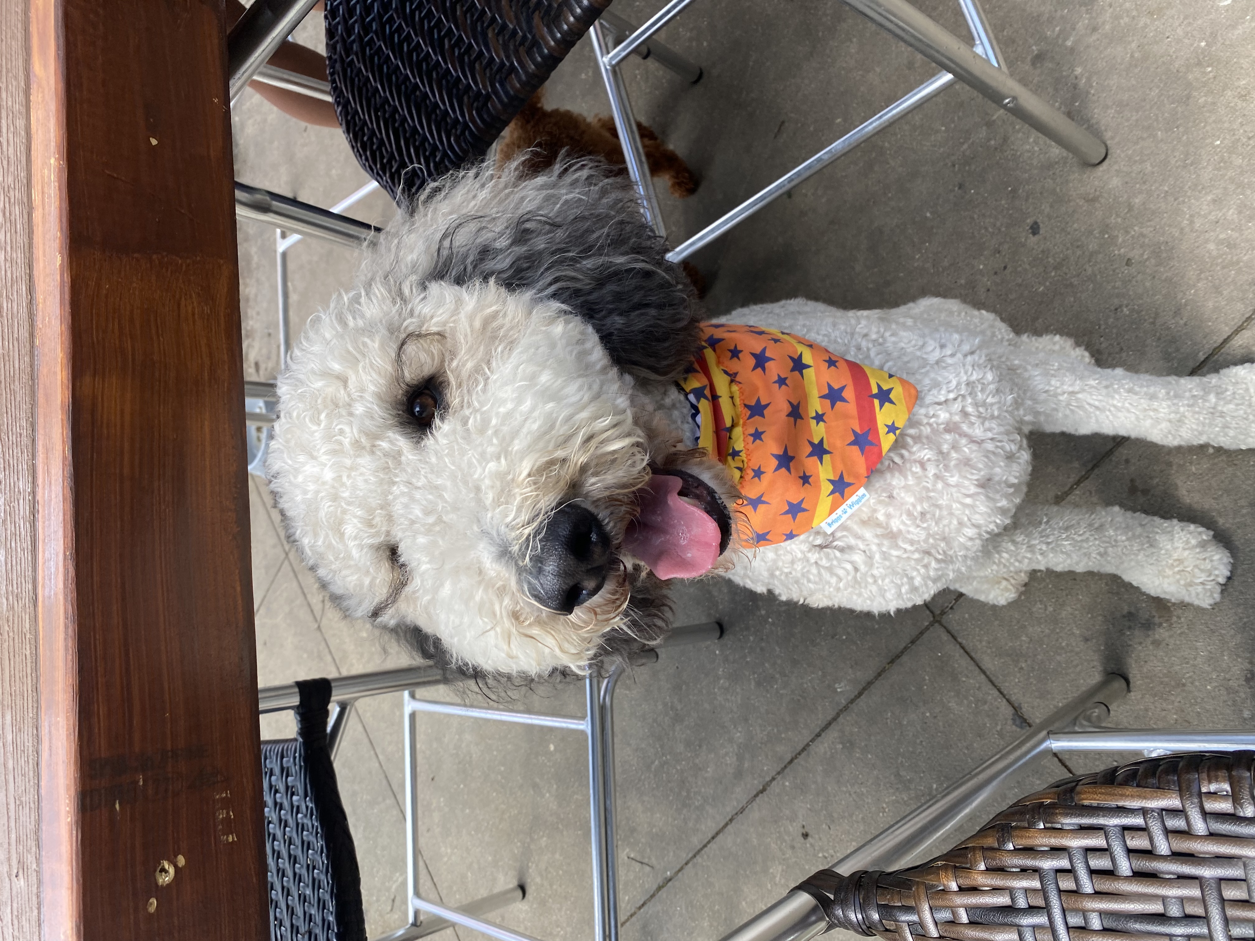 Stars are Bright Dog Bandana