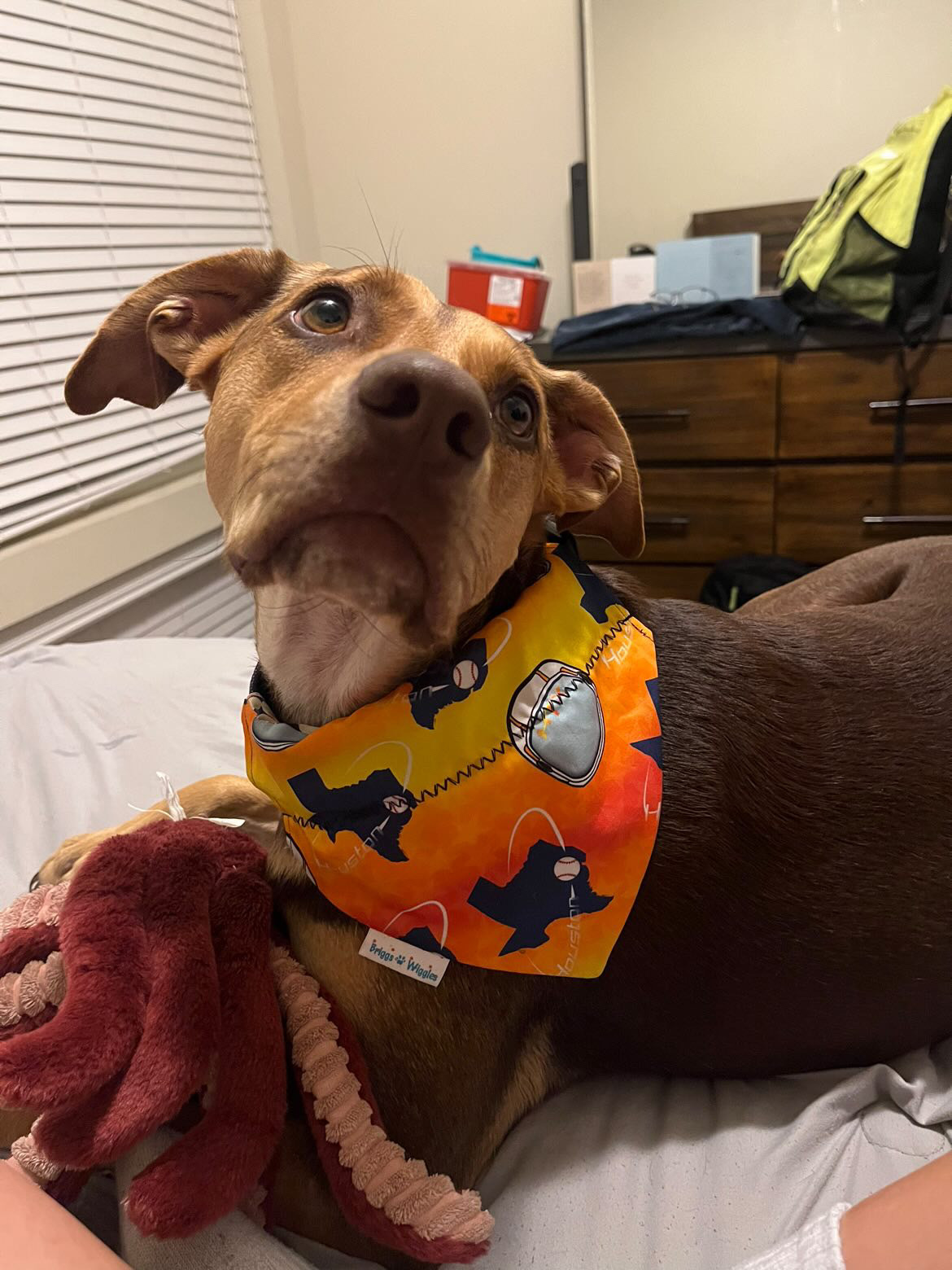 Space City Slip-Over the Collar Dog Bandana