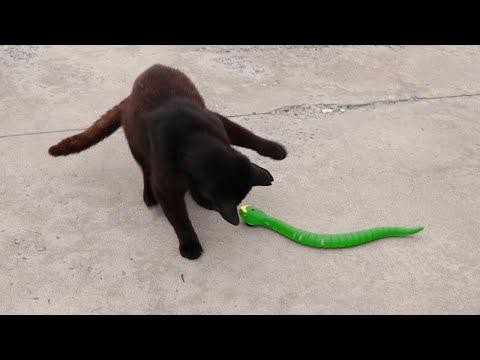 Jouet télécommandé pour chat Serpent Snako™ – Au bonheur du chat