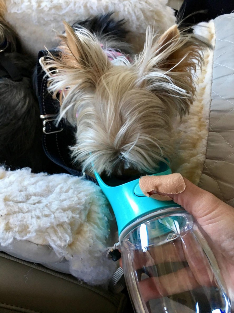 Homezo™ Bus Water Bottle