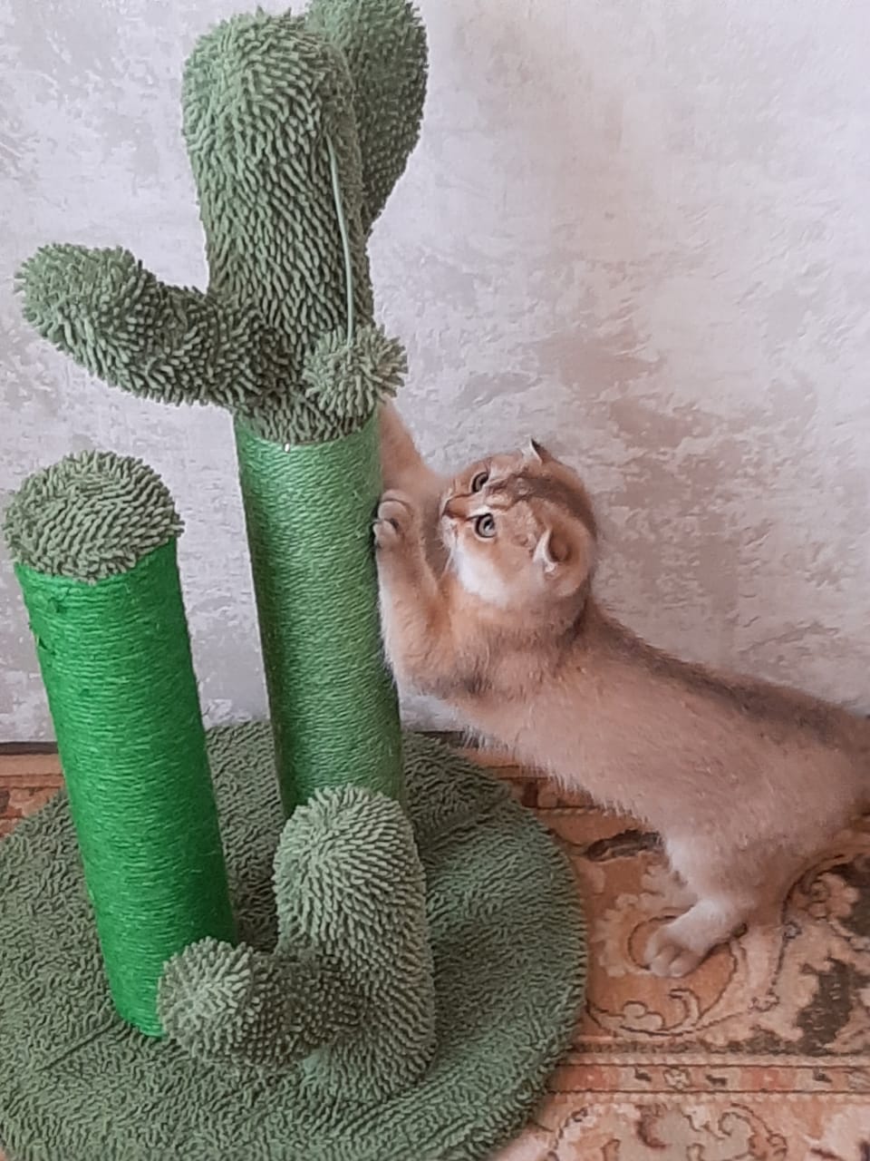 The award winning scratching cactus