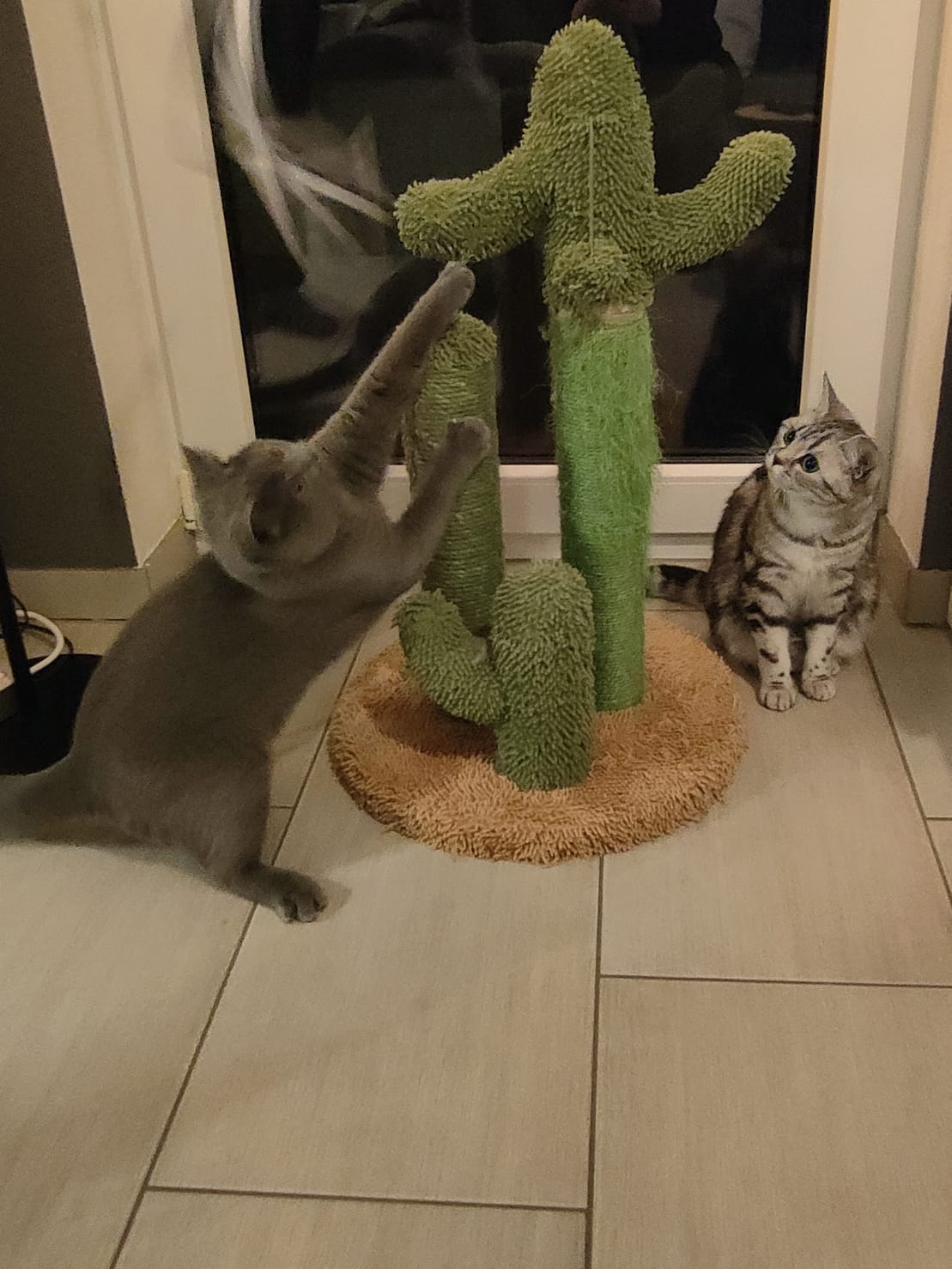 The award winning scratching cactus