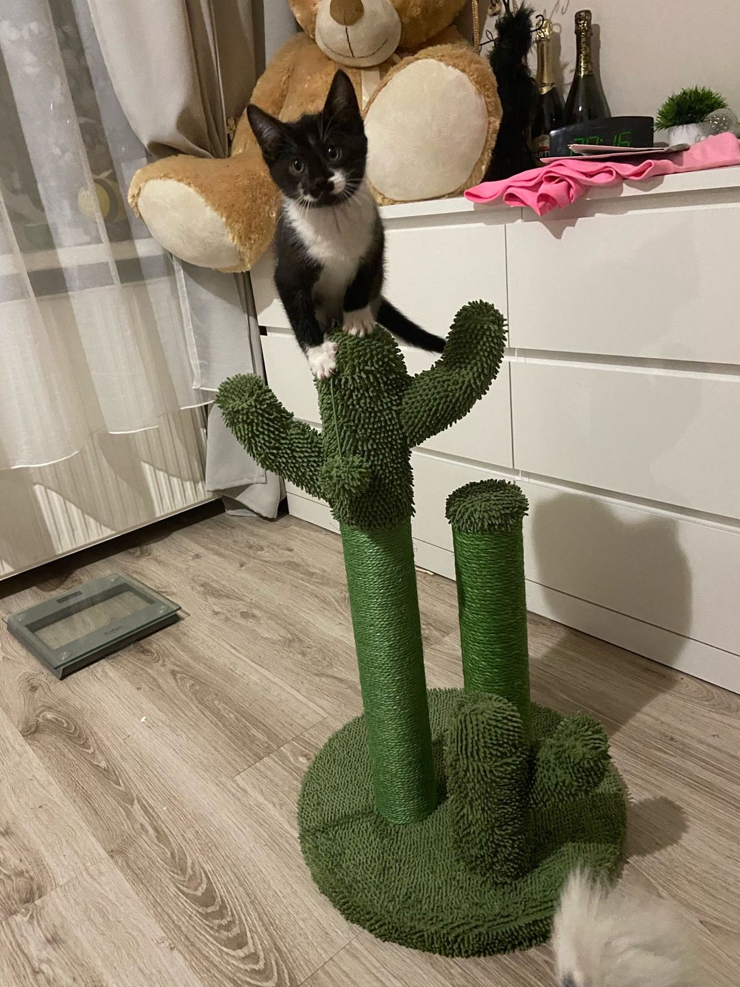 The award winning scratching cactus