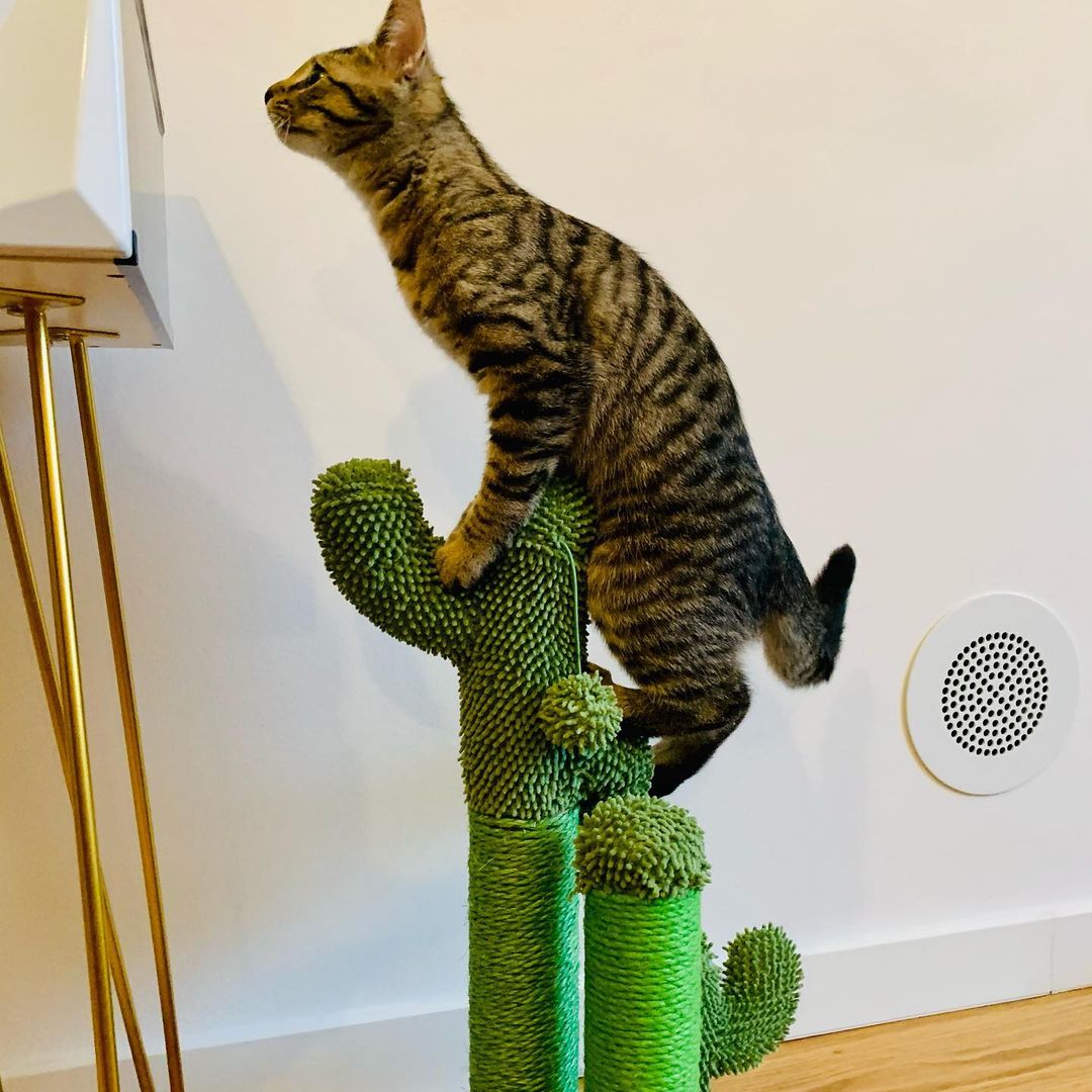 The award winning scratching cactus