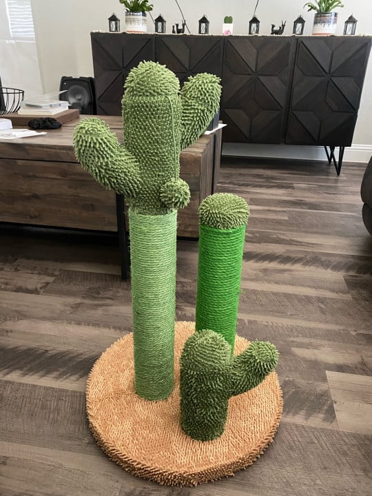 The award winning scratching cactus