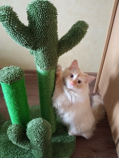 The award winning scratching cactus