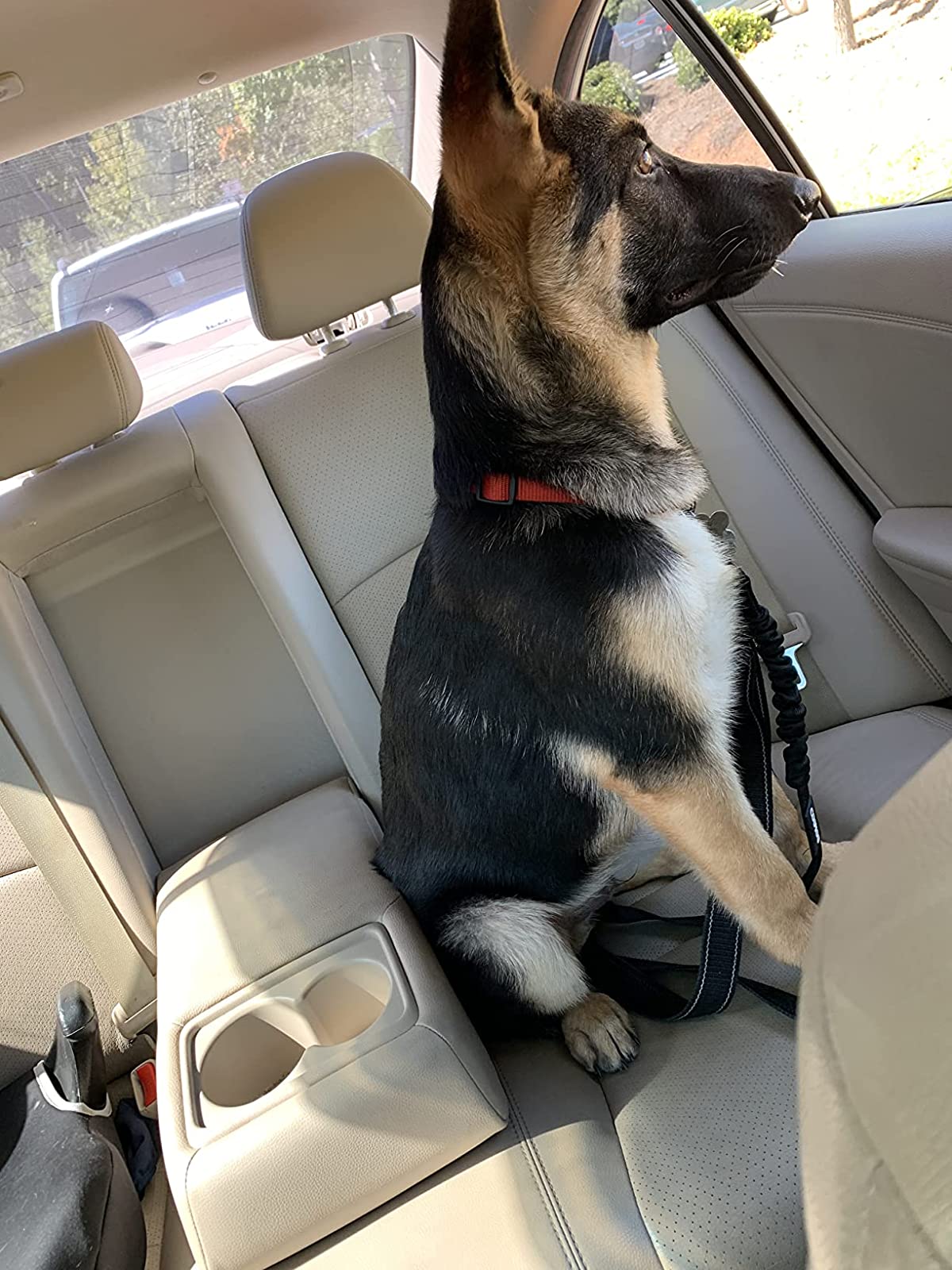 German shepherd seat outlet belt