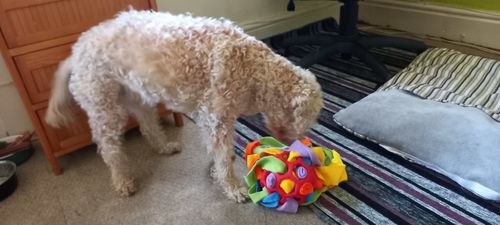 Sniffle - Interactive Treat Game